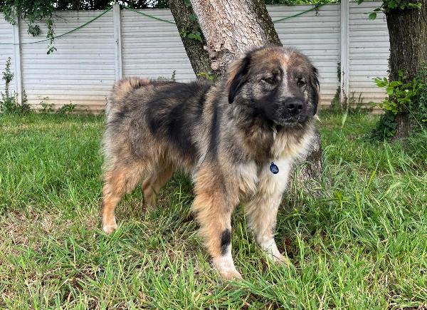 PRUGNA BELLISSIMA CAGNOLONA Foto 2